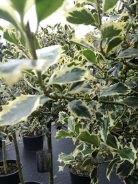 Közönséges Magyal  Argenteomarginata,  Ilex aquifolium , kont. 20 l, 170 – 190 cm