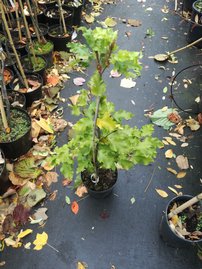 Közönséges bükk Rohan Obelisk, Fagus sylvatica 50 - 70 cm, kont. 3l