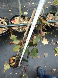 Közönséges bükk Purpurea Pendula,Fagus sylvatica 80 cm, kont. 3l