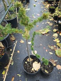 Európai vörösfenyő Krejčová Mutácia, Larix decidua, 30 cm, kont. 3l