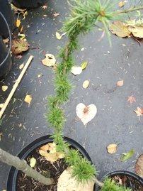 Európai vörösfenyő Krejčová Mutácia, Larix decidua, 30 cm, kont. 3l
