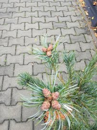 Japán selyemfenyő Tempelhof, Pinus parviflora, kont. C7 , 60-70 cm