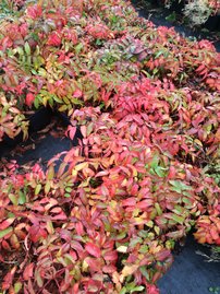 Japán szamócamálna Rubus illecebrosus, kont. 1l