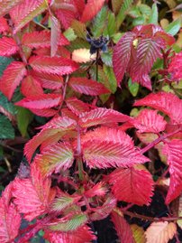 Japán szamócamálna Rubus illecebrosus, kont. 1l
