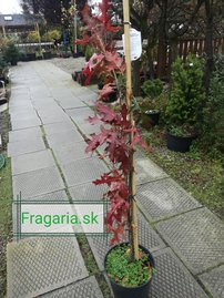 Oszlopos mocsári tölgy Green Pillar, Quercus palustris 170 - 180 cm, kont. 10I