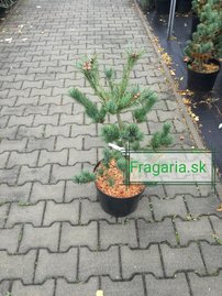 Japán selyemfenyő Tempelhof, Pinus parviflora, kont. C7 , 60-70 cm
