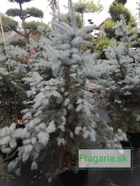 Ezüstfenyő Edith, Picea pungens, 140 - 150 cm, kont. 20l