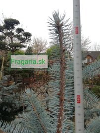 Ezüstfenyő Edith, Picea pungens, 140 - 150 cm, kont. 20l
