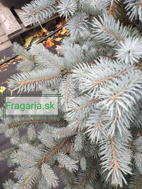 Ezüstfenyő  SBS , Picea pungens 15 - 20 cm, kont. 3l