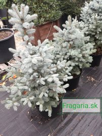 Ezüstfenyő  SBS , Picea pungens 15 - 20 cm, kont. 3l