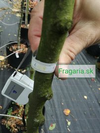 Közönséges bükk Purpurea Pendula,Fagus sylvatica 180 - 200 cm, kont. 27l