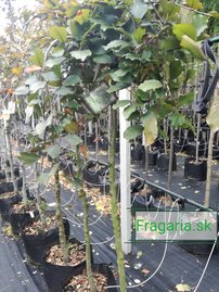 Közönséges bükk Purpurea Pendula,Fagus sylvatica 180 - 200 cm, kont. 27l