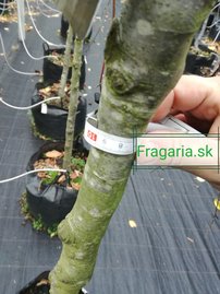 Közönséges bükk Purpurea Pendula,Fagus sylvatica 190 - 230 cm,  kont. 27l