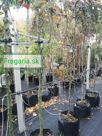 Közönséges bükk Purpurea Pendula,Fagus sylvatica 190 - 230 cm,  kont. 27l
