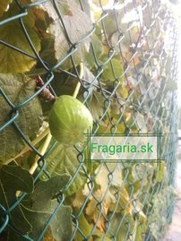 Közönséges füge Brown Turkey, Ficus Carica, 130 – 180 cm, kont. 5l