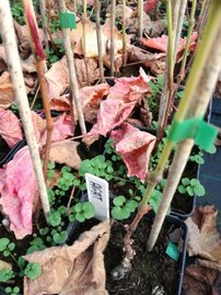 Bortermő szőlő Agat Doński, Vitis vinifera, kont. 1 l