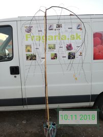 Közönséges nyírfa Youngii, Betula pendula 130 - 180 cm, kont. 5I