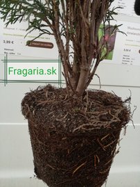 Nyugati tuja Smaragd, Thuja occidentalis 40 - 60 cm, kont. 3l