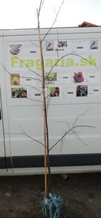 Papír nyírfa, Betula papyrifera, 180 – 200 cm, kont. 7l.