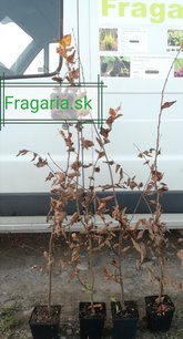 Közönséges gyertyán, Carpinus betulus 60 - 70 cm, kont. 3l