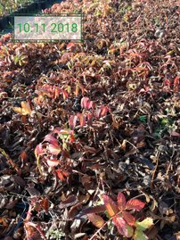 Japán szamócamálna Rubus illecebrosus, kont. 1l