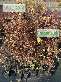 Közönséges gyertyán, Carpinus betulus 60 - 70 cm, kont. 2l