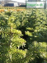 Nemes jegenyefenyő, Abies koreana 30 cm, kont. 3l