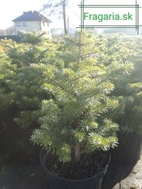 Nemes jegenyefenyő, Abies koreana 30 cm, kont. 3l