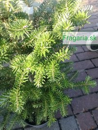 Nemes jegenyefenyő, Abies koreana 30 cm, kont. 3l