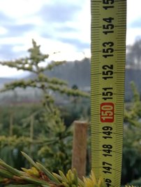 Libanoni cédrus Atlantica Aurea, Cedrus libani , 130 – 140 cm, kont. 5l