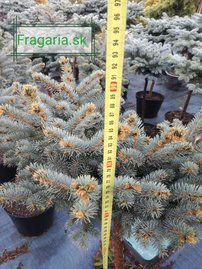 Ezüstfenyő Glauca Globosa, Picea pungens 60 - 70 cm, kont. 10l