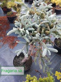 Nemes jegenyefenyő Glauca,  Abies procera 30 - 40 cm, kont. 3l