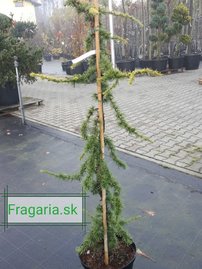 Libanoni cédrus Atlantica Aurea, Cedrus libani , 130 – 140 cm, kont. 5l