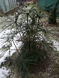 Japán ernyőfenyő, Sciadopitys verticillata,  kont. C3 30 - 40 cm