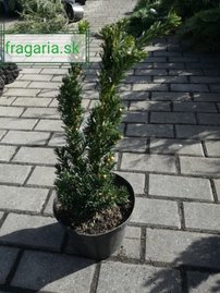 Oszlopos tiszafa Hillii, Taxus media 50 - 70 cm, kont. 3l