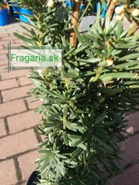 Oszlopos tiszafa Flushing, Taxus media 30 - 70 cm, kont. 3l
