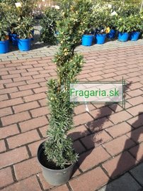 Oszlopos tiszafa Flushing, Taxus media 30 - 70 cm, kont. 3l
