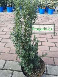 Oszlopos tiszafa Hicksii, Taxus media 40 - 60 cm, kont. 3l