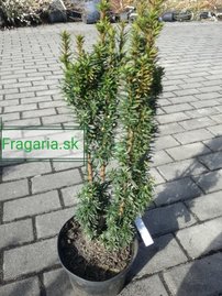 Oszlopos tiszafa Wojtek, Taxus media 40 - 50 cm, kont. 3l