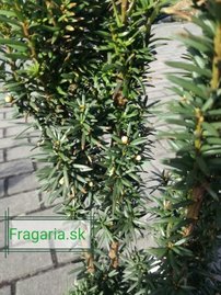 Oszlopos tiszafa Wojtek, Taxus media 40 - 50 cm, kont. 3l