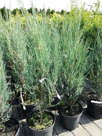 Oregoni boróka Blue Arrow, Juniperus scopulorum, 40 - 60 cm, kont. 3l