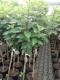 Bugás hortenzia Candlelight  Hydrangea paniculata,120 – 160 cm, kont.  15l