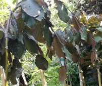 Közönséges bükk Purpurea Pendula,Fagus sylvatica 150 - 170 cm, kont. 5l