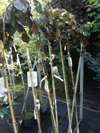 Közönséges bükk Purpurea Pendula,Fagus sylvatica 150 - 170 cm, kont. 5l