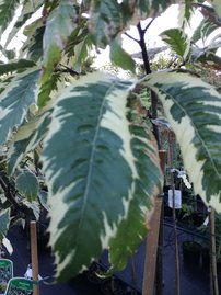 Szelídgesztenye Variegata, Castanea sativa, 130 – 160 cm, kont. 5 l