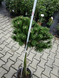 Havasi törpefenyő Benjamin, Pinus mugo, 50 - 80 cm, kont. 7l