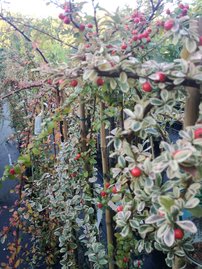 Kerti Madárbirs Irga, Cotoneaster horizontalis r  150 - 160 cm, kont. 5 l