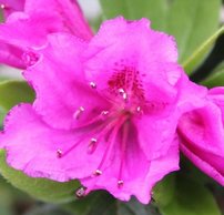 Azálea  Königstein, Rhododendron obtusum, kont. 2l