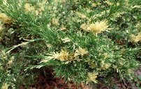 Nehézszagú boróka Variegata, Juniperus sabina 30 - 40 cm, kont. 3l