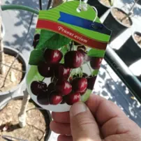 Cseresznye - Kleparowska, Prunus cerasus 130 - 150 cm, folyt. 8 l